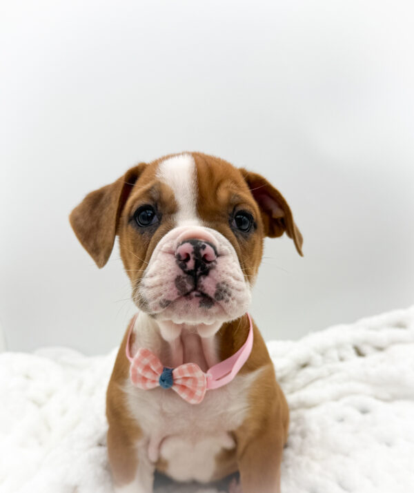 [#253597-03]  - Brown / White F Beabull 2nd Gen Puppies For Sale