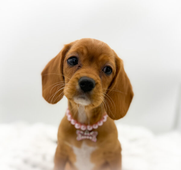 [#253432-02]  - Ruby F Beagalier Puppies For Sale