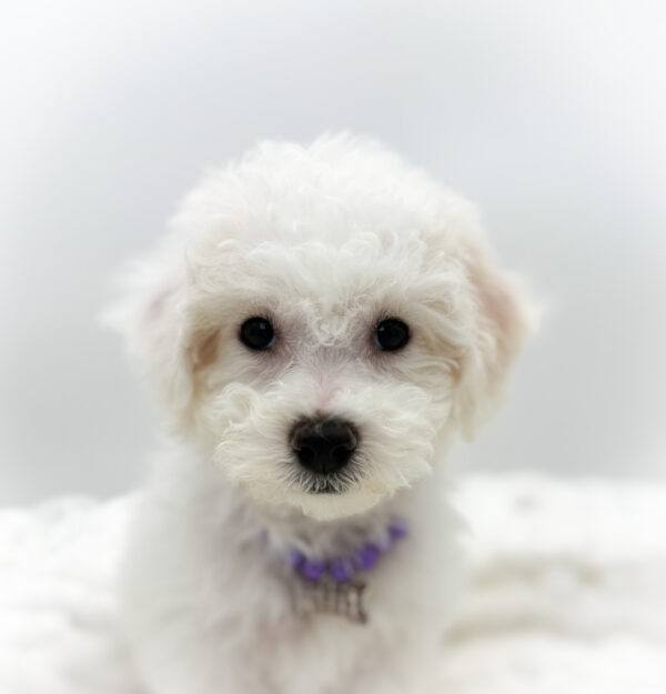 [#253578-03]  - White F Bichon Frise Puppies For Sale