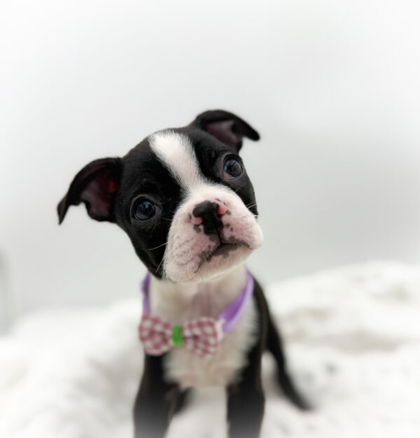 [#253531-05]  - Black / White F Boston Terrier Puppies For Sale