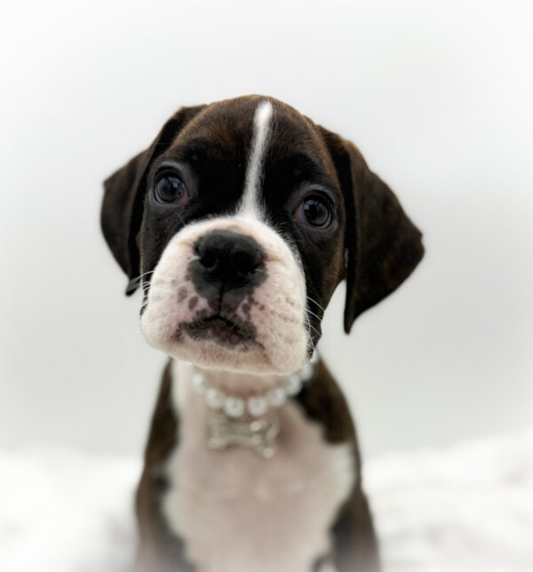 [#253666-07]  - Brindle F Boxer Puppies For Sale