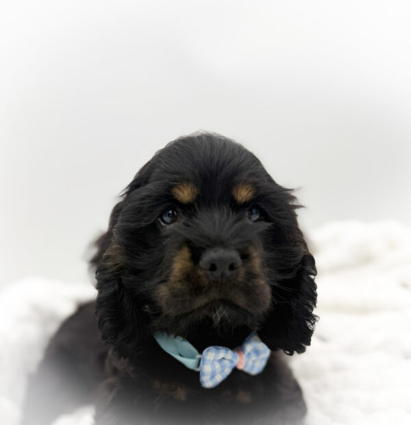 [#253556-01]  - Black M Cocker Spaniel Puppies For Sale