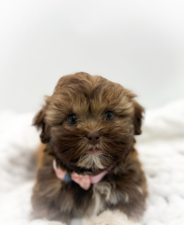 [#253645-04]  - Brown / White F Havatzu Puppies For Sale