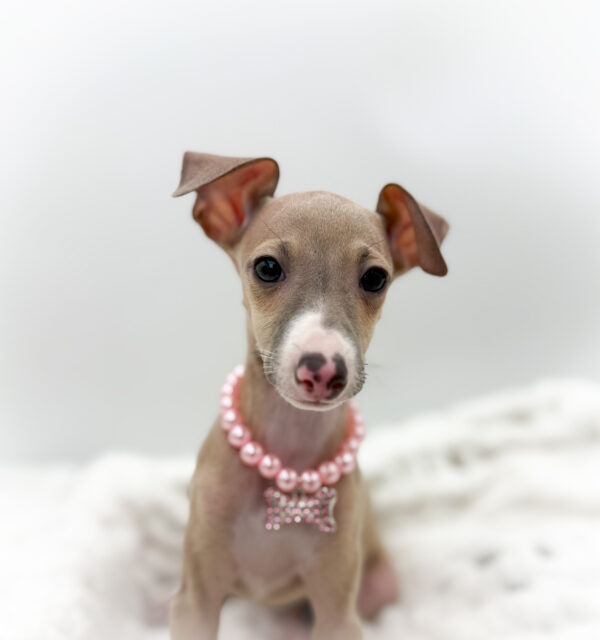 [#253475-08]  - Fawn F Italian Greyhound Puppies For Sale