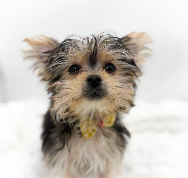 [#253527-01]  - Black / Tan M Morkie Puppies For Sale