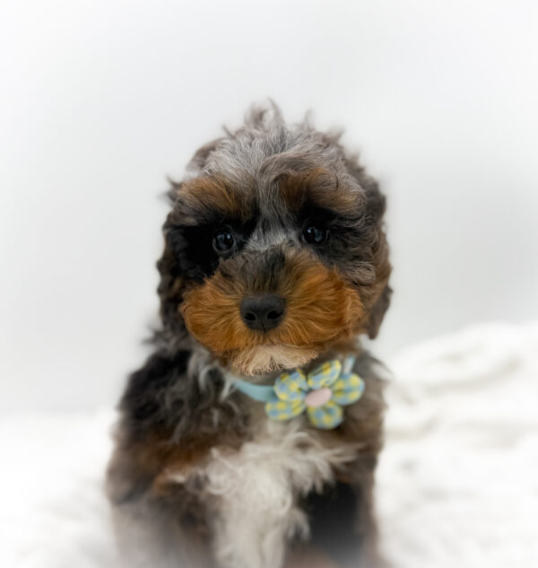 [#253514-04]  - Blue Merle M Poodle Puppies For Sale