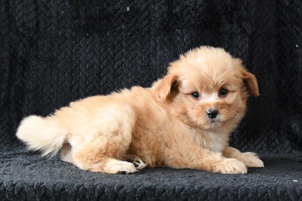 [#2626-01]  - Apricot M PomAPoo Puppies For Sale