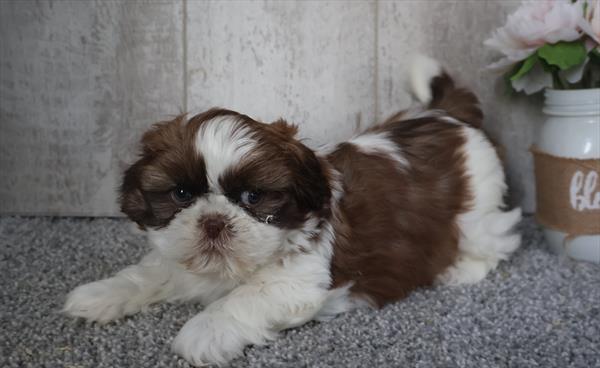 [#253757-06]  - Chocolate / White F Shih Tzu Puppies For Sale
