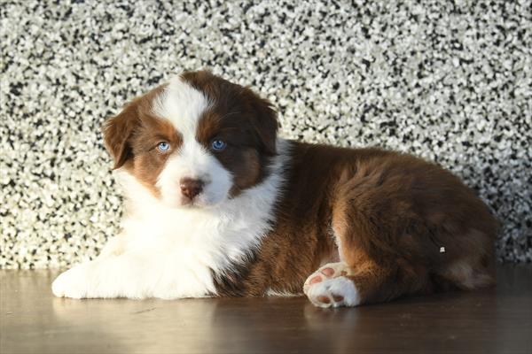 [#26134-04]  - Red F Miniature American Shepherd Puppies For Sale
