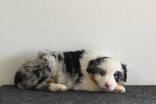 [#26213-05]  - Blue Merle F Miniature Australian Shepherd Puppies For Sale