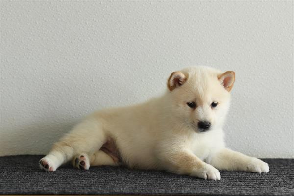 [#2654-01]  - Cream M Shiba Inu Puppies For Sale