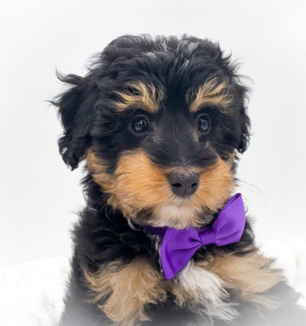 [#253703-07]  - Black White / Tan F Bernedoodle Mini 2nd Gen Puppies For Sale