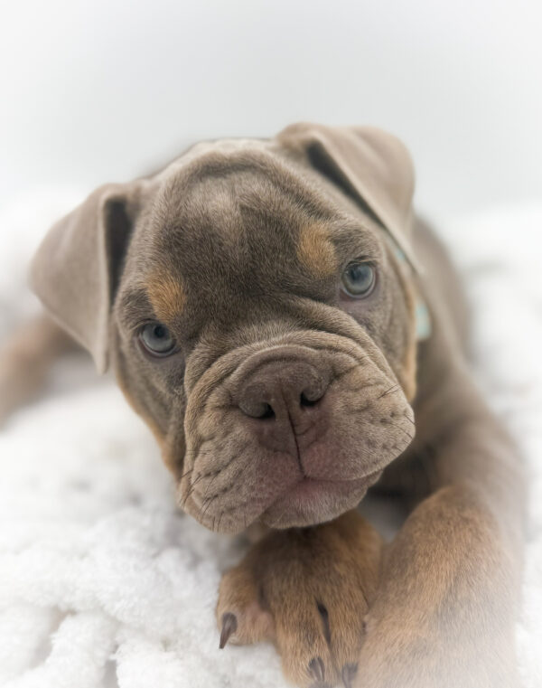 [#253418-05]  - Lilac / Tan M Victorian Bulldog Puppies For Sale
