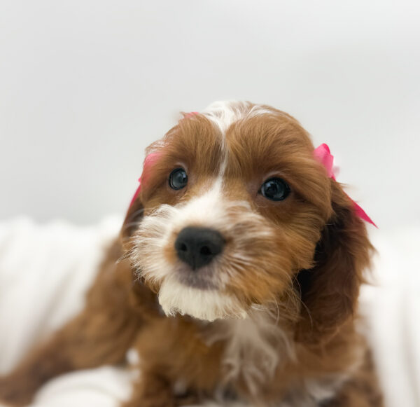 [#253801-02]  - Red F Cavapoo Puppies For Sale