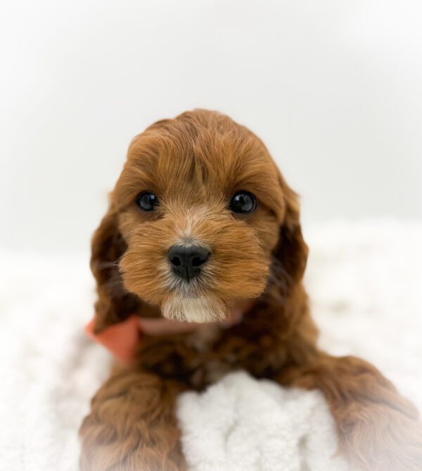 [#253786-04]  - Red / White F Cavapoo Puppies For Sale