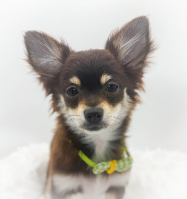 [#253121-02]  - Black / White M Chihuahua Puppies For Sale