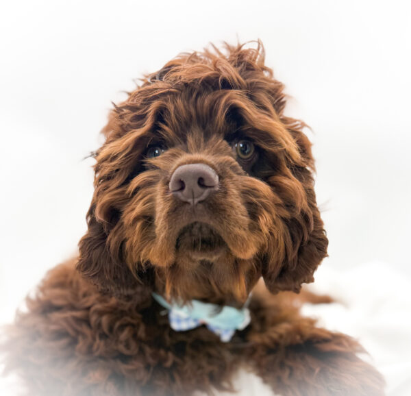 [#253168-03]  - Chocolate M Cocker Spaniel Puppies For Sale