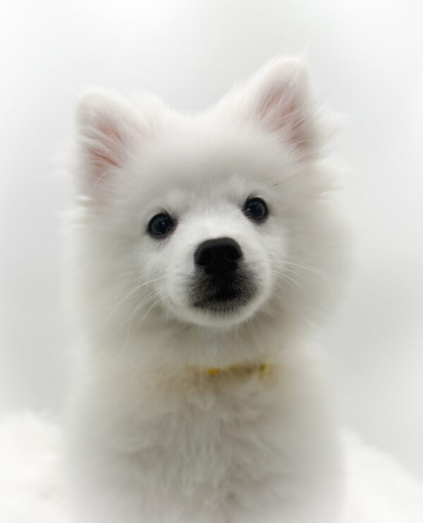[#253318-02]  - White M American Eskimo Dog Puppies For Sale