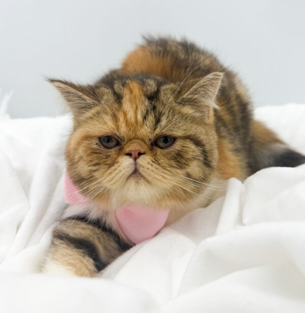 [#253297-03]  - Calico F Exotic Short Hair Kittens For Sale