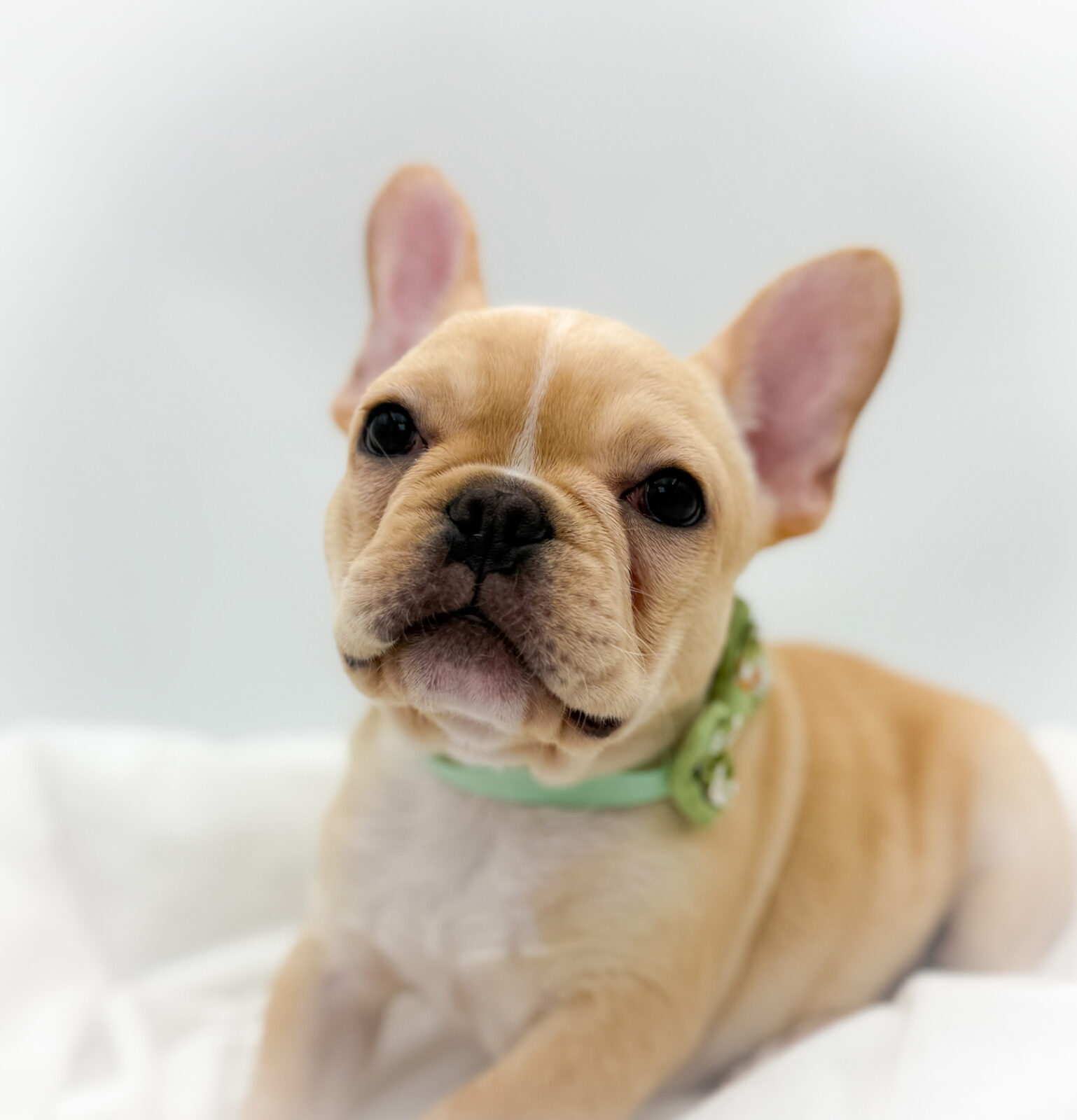 French Bulldog Puppy Fawn ID: 14462 Located at Petland Henderson
