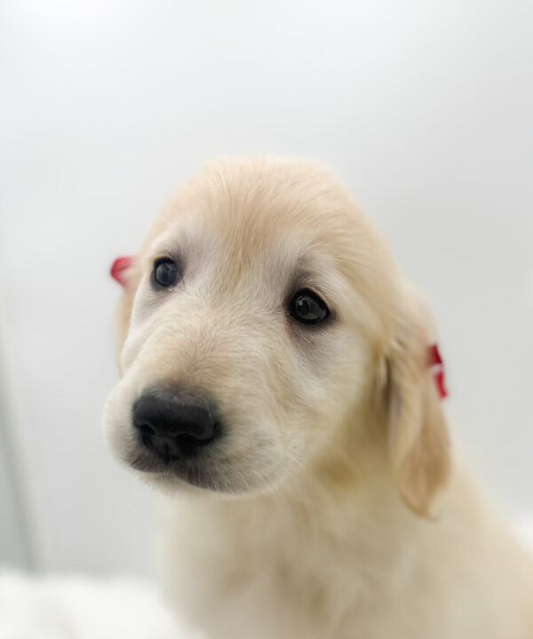 [#2667-07]  - Light Golden F Golden Retriever Puppies For Sale
