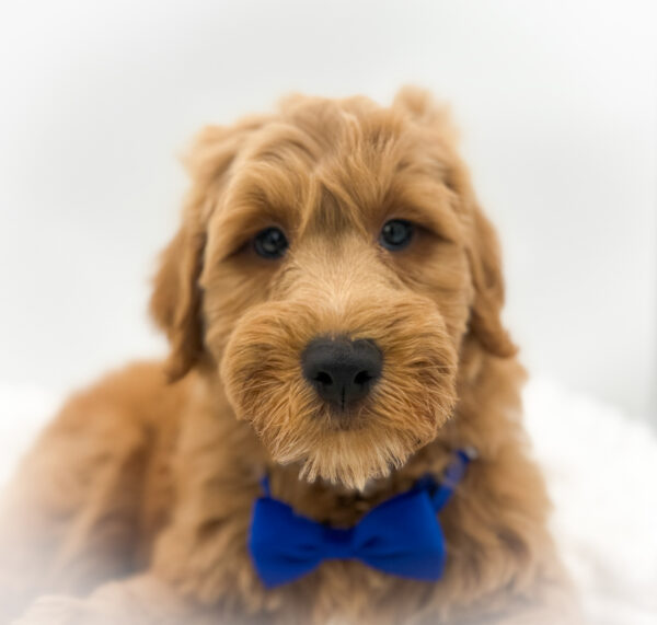 [#253693-01]  - Apricot M Goldendoodle Mini Puppies For Sale