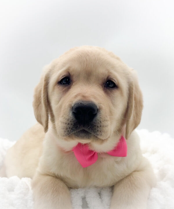 [#2656-05]  - Yellow F Labrador Retriever Puppies For Sale