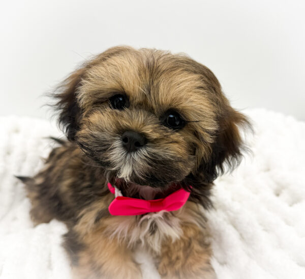 [#26139-04]  - Sable / White F Lhasa Apso Puppies For Sale