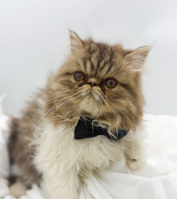 [#253297-01]  - Silver Tabby M Exotic Short Hair Kittens For Sale