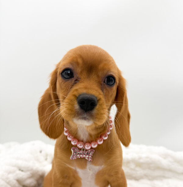 [#253432-02]  - Ruby F Beagalier Puppies For Sale
