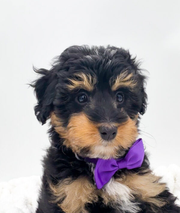 [#253703-07]  - Black White / Tan F Bernedoodle Mini 2nd Gen Puppies For Sale