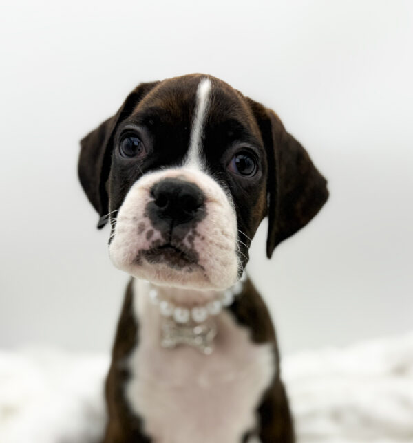 [#253666-07]  - Brindle F Boxer Puppies For Sale