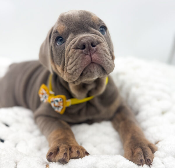 [#253418-05]  - Lilac / Tan M Victorian Bulldog Puppies For Sale