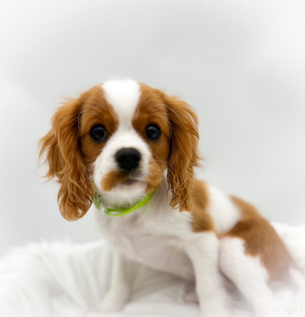 [#253170-02]  - Blenheim M Cavalier King Charles Spaniel Puppies For Sale