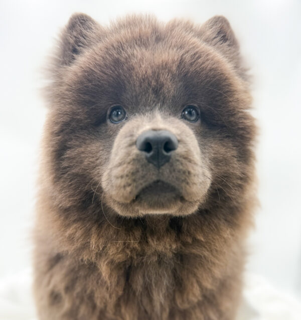 [#253359-04]  - Gray F Chow Chow Puppies For Sale