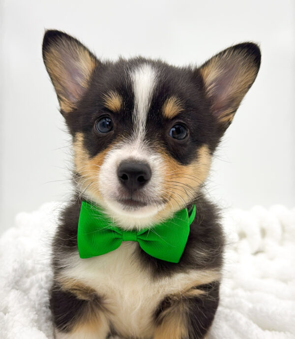 [#253776-02]  - Black M Pembroke Welsh Corgi Puppies For Sale