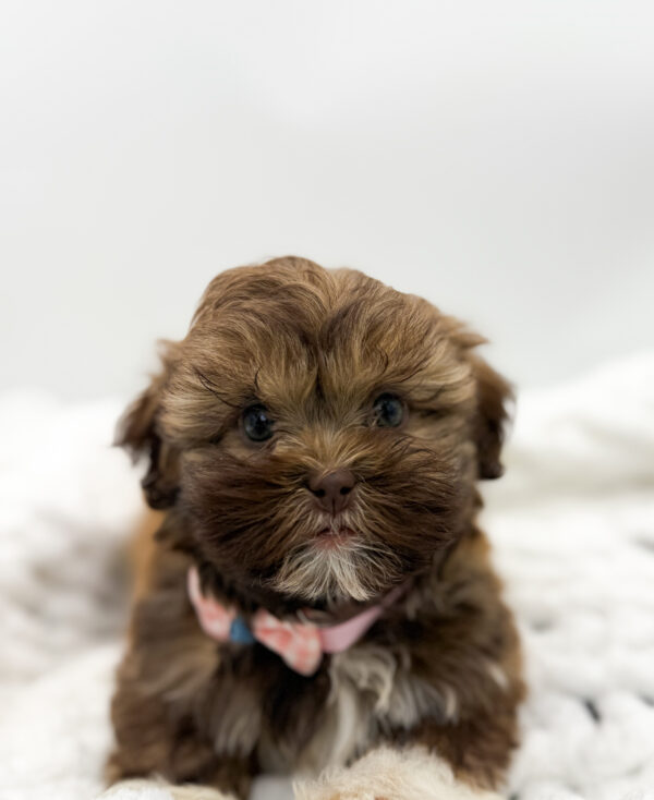 [#253645-04]  - Brown / White F Havatzu Puppies For Sale