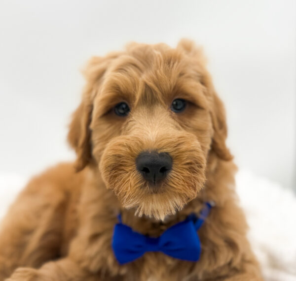 [#253693-01]  - Apricot M Goldendoodle Mini Puppies For Sale