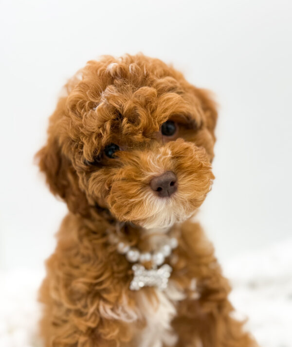 [#253358-06]  - Red F Poodle Puppies For Sale