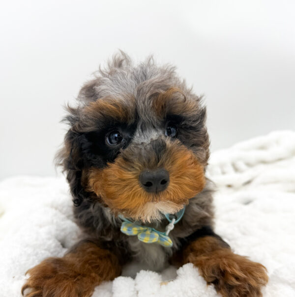 [#253514-04]  - Blue Merle M Poodle Puppies For Sale