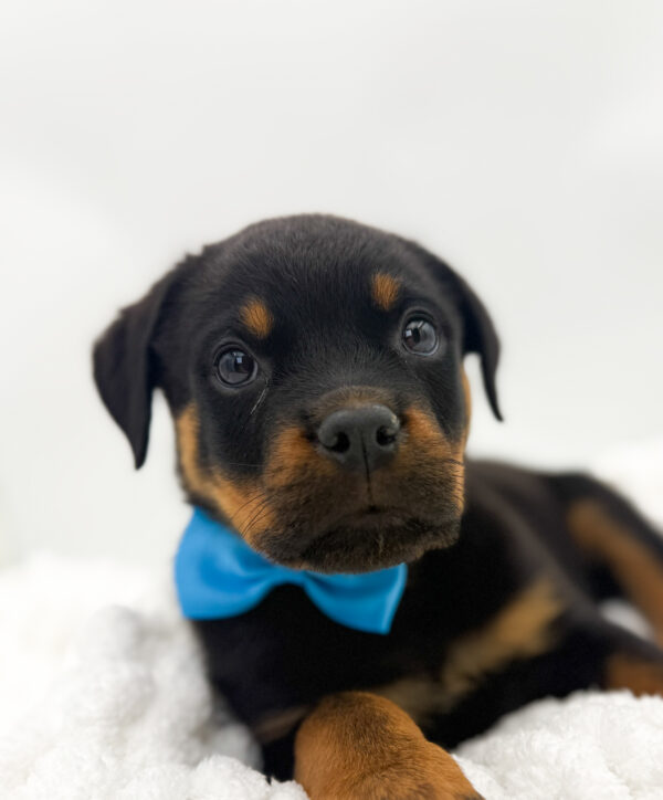 [#253727-03]  - Black / Tan M Rottweiler Puppies For Sale