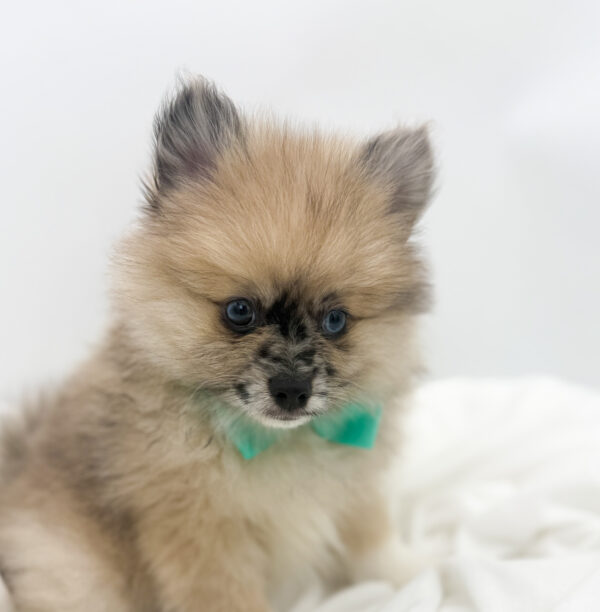 [#253804-01]  - Black Gray / White M Pomeranian Puppies For Sale