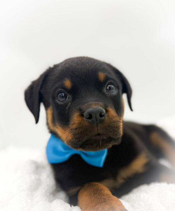 [#253727-03]  - Black / Tan M Rottweiler Puppies For Sale