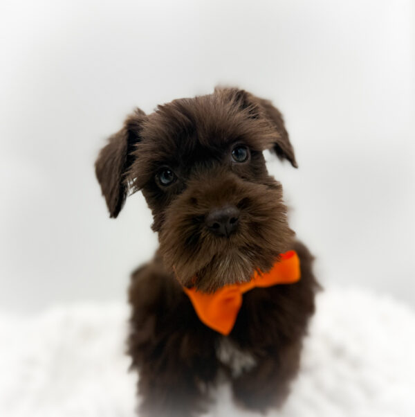 [#2622-03]  - Chocolate / White M Miniature Schnauzer Puppies For Sale