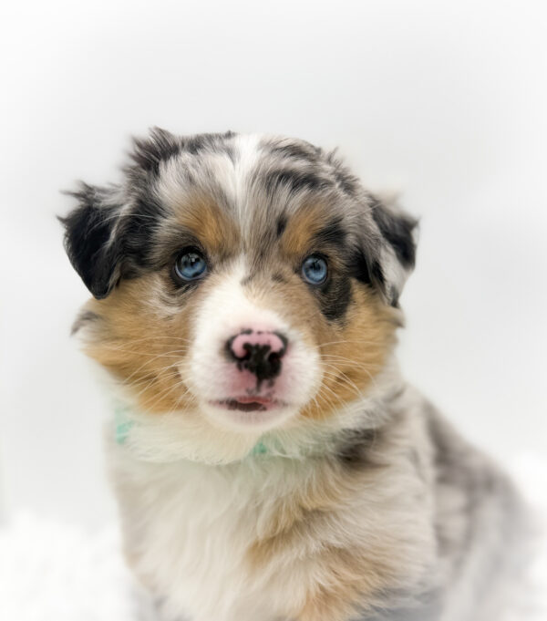 [#253814-01]  - Blue Merle M Miniature American Shepherd Puppies For Sale