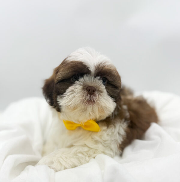 [#253757-06]  - Chocolate / White F Shih Tzu Puppies For Sale