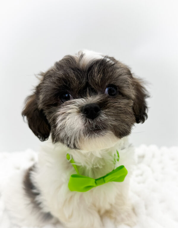 [#26129-03]  - White / Gold M Teddy Bear Puppies For Sale