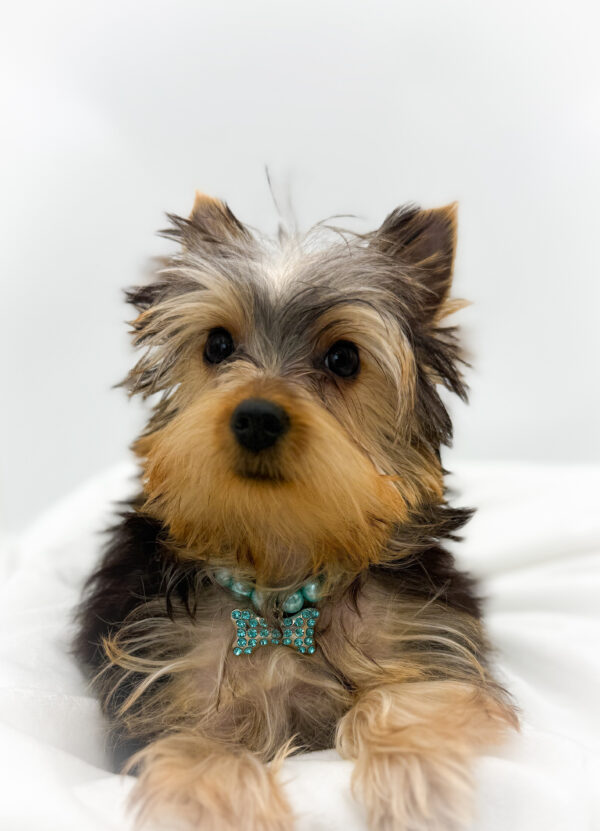 [#252970-01]  - Black / Tan M Yorkshire Terrier Puppies For Sale