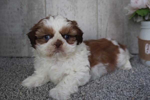 [#253757-01]  - Chocolate / White M Shih Tzu Puppies For Sale