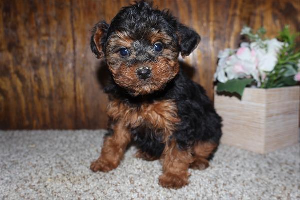 [#26221-03]  - Black / Tan M Yorkiepoo Puppies For Sale